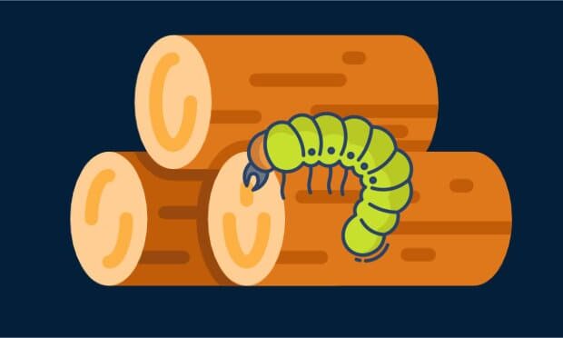 Holzwurm bekämpfen - so gehts