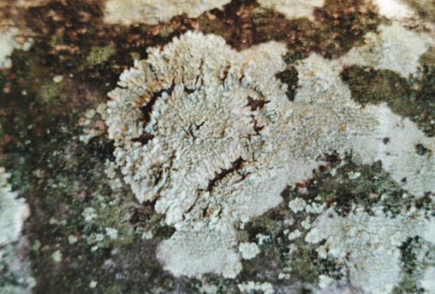 Hausschwamm erkennen