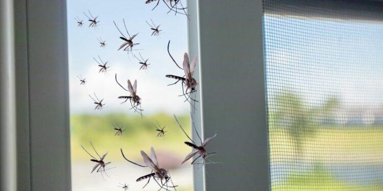 Insektenschutz Balkontür