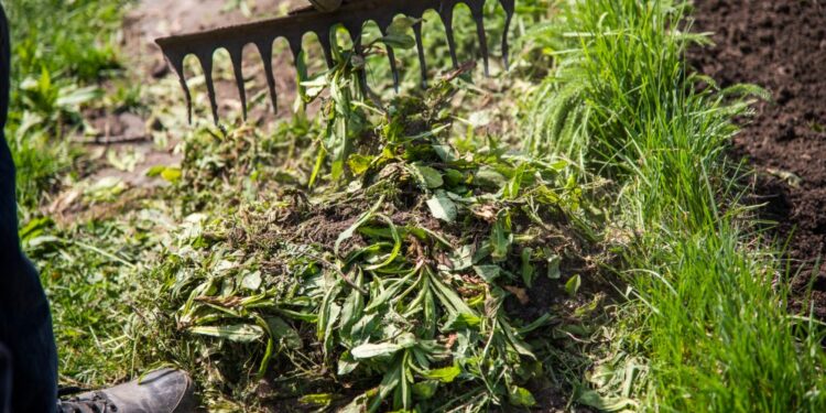 Unkraut im Garten beseitigen